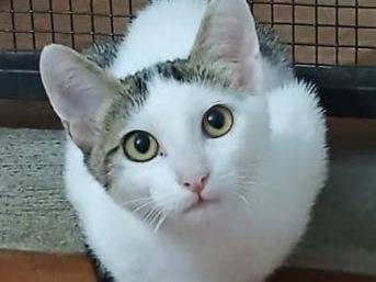 Adozione gatto, maschio, Razza sconosciuta Razza sconosciuta, 1 anno e 8 mesi, taglia non valida, Latina