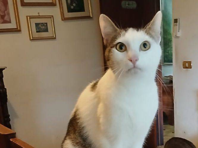 Adotta un gatto, maschio, 1 anno e 8 mesi, Latina