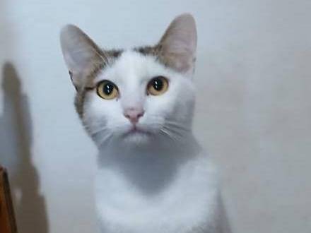 Adotta un gatto, taglia non valida, maschio, Latina