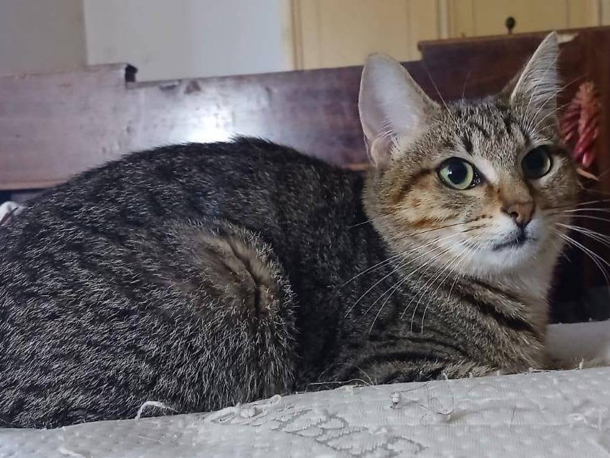 Adotta un gatto, maschio, 1 anno e 8 mesi, Latina