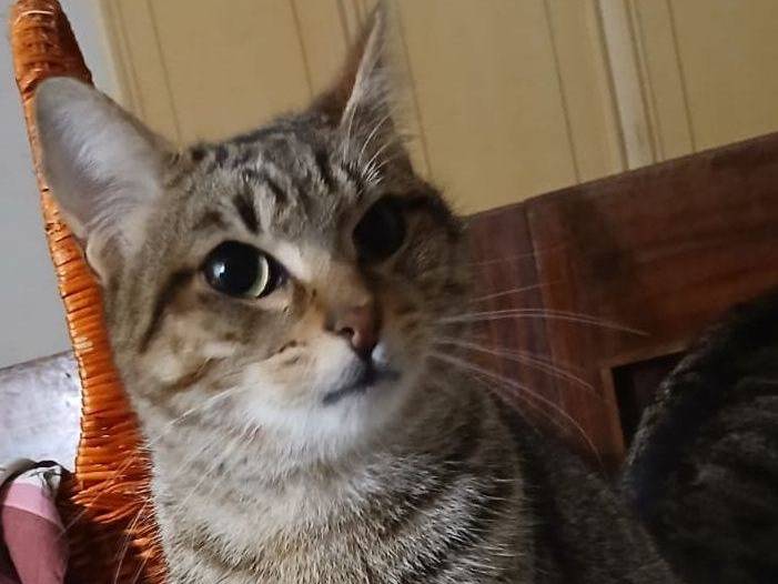 Adotta un gatto, taglia non valida, maschio, Latina