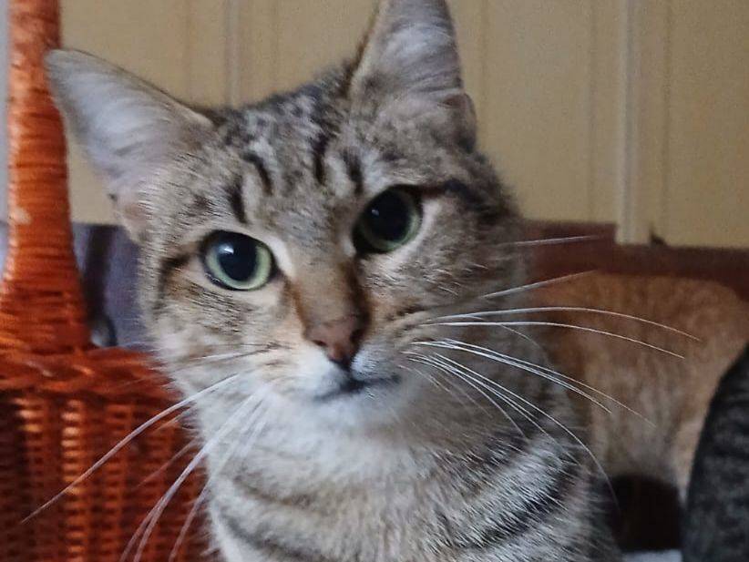 Vuoi adottare un gatto a Latina?