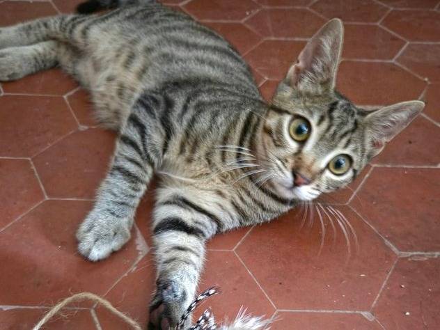 Adozione gatto, maschio, Razza sconosciuta Razza sconosciuta, 4 mesi, taglia non valida, Latina