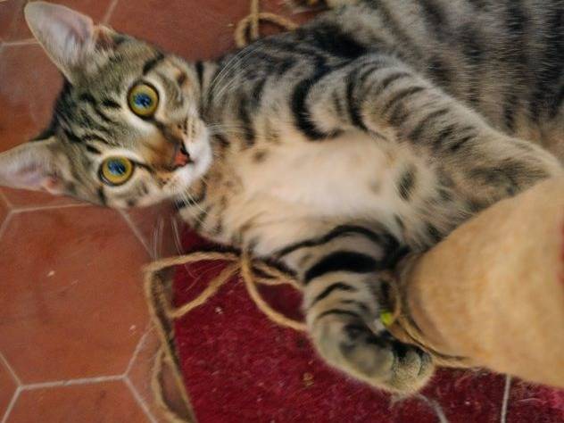 Adotta un gatto, maschio, 4 mesi, Latina