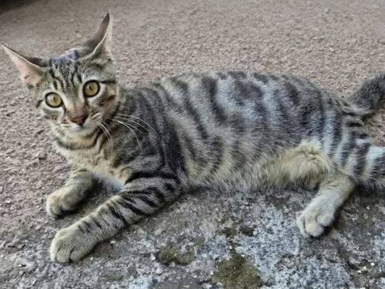 Adotta un gatto, taglia non valida, maschio, Latina