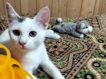 Adozione gatto, maschio, Razza sconosciuta Razza sconosciuta, 5 mesi, taglia non valida, Latina