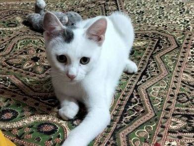 Adotta un gatto, maschio, 5 mesi, Latina