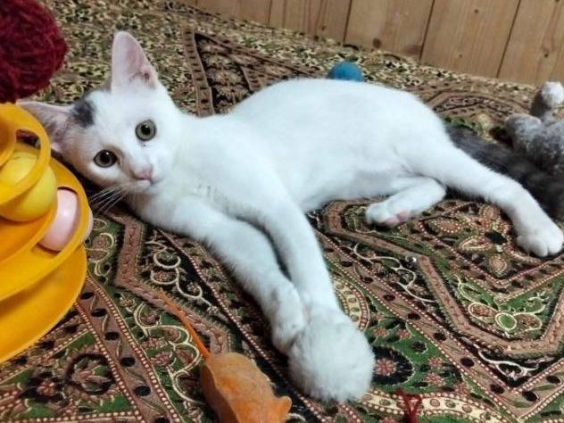 Adotta un gatto, taglia non valida, maschio, Latina