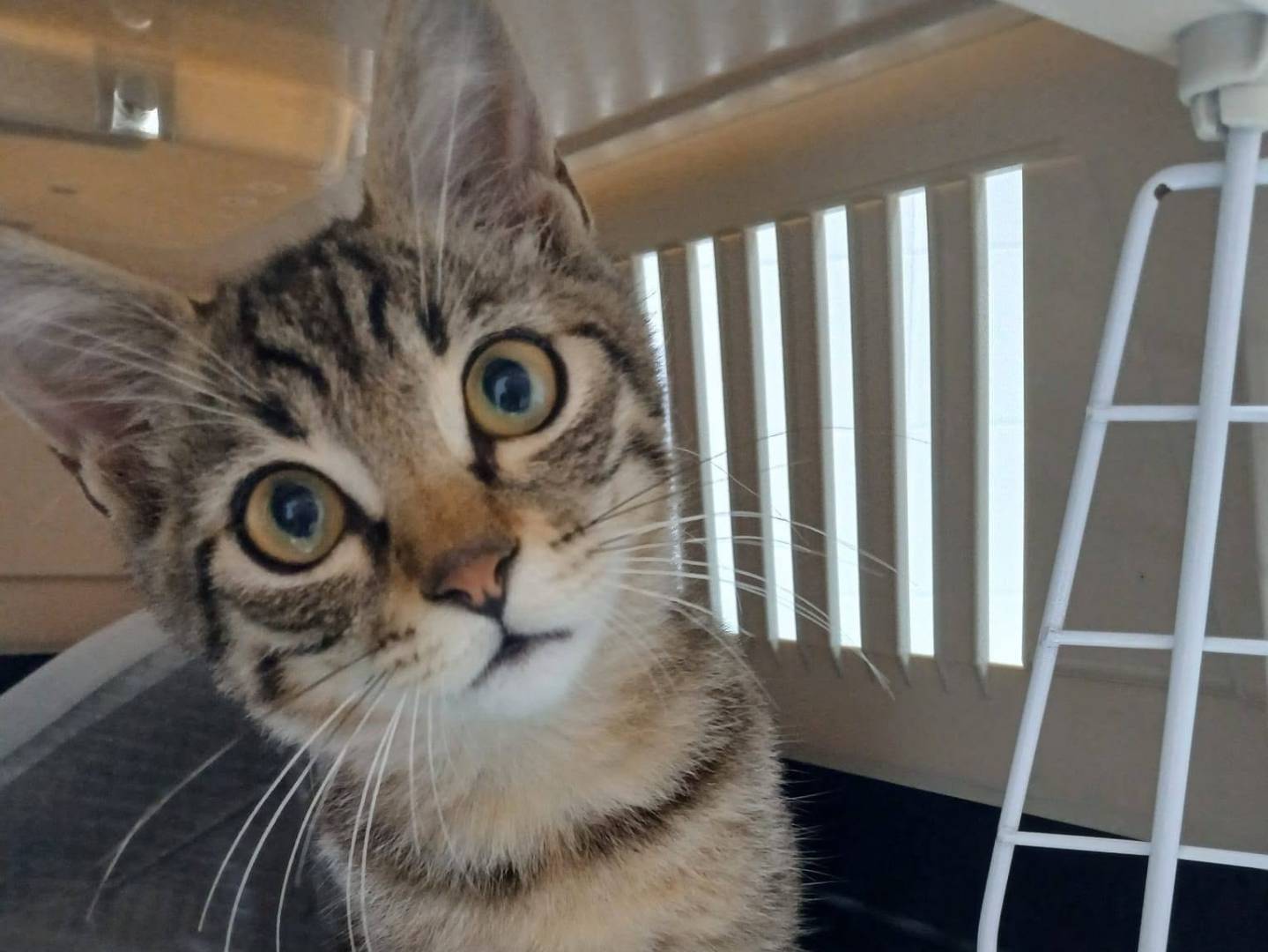 Adozione gatto, maschio, Razza sconosciuta Razza sconosciuta, 4 mesi, taglia non valida, Latina