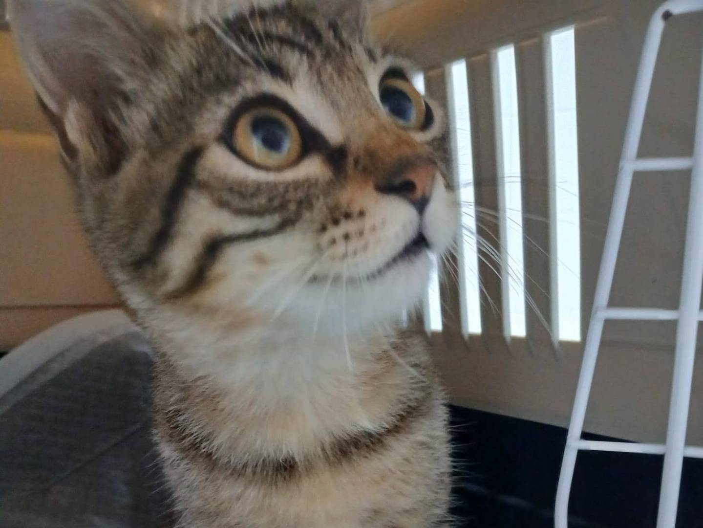 Adotta un gatto, maschio, 4 mesi, Latina