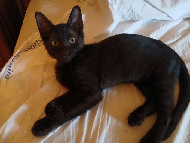 Adozione gatto, maschio, Razza sconosciuta Razza sconosciuta, 4 mesi, taglia non valida, Latina