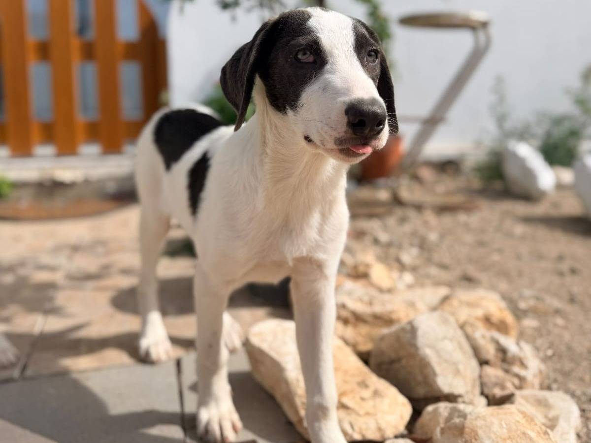 Adozione cane, maschio, Razza sconosciuta Razza sconosciuta, 4 mesi, taglia media, Milano