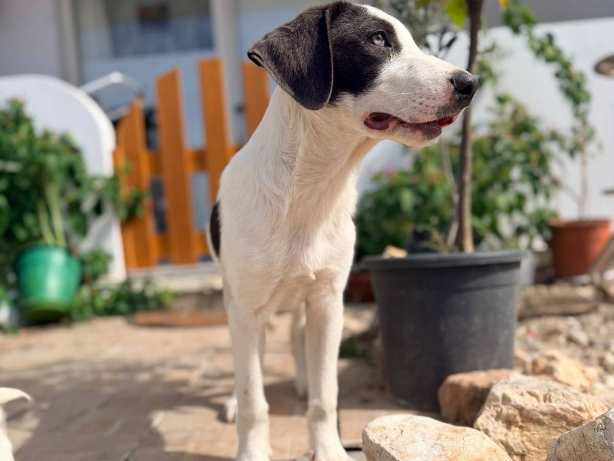 Adotta un cane, maschio, 4 mesi, Milano