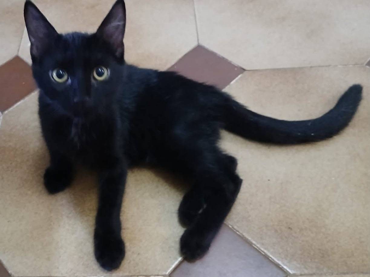 Adozione gatto, maschio, Razza sconosciuta Razza sconosciuta, 4 mesi, taglia non valida, Latina