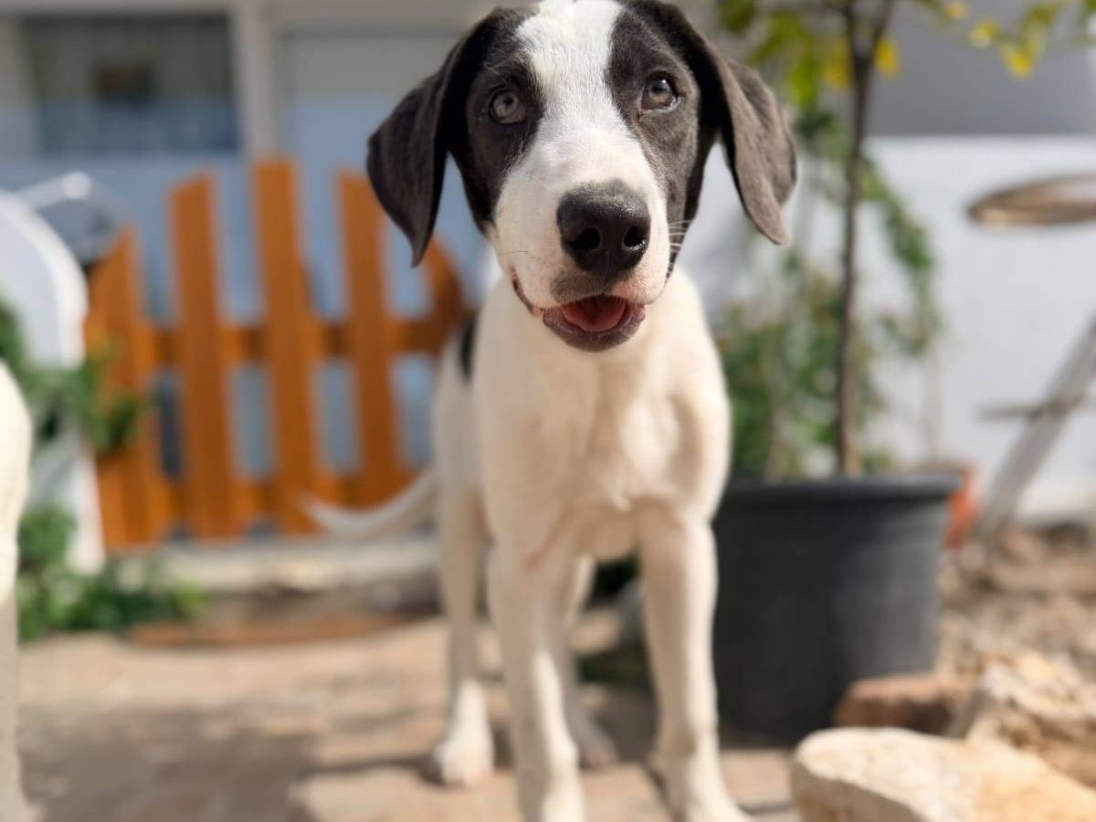 Adotta un cane, taglia media, maschio, Milano