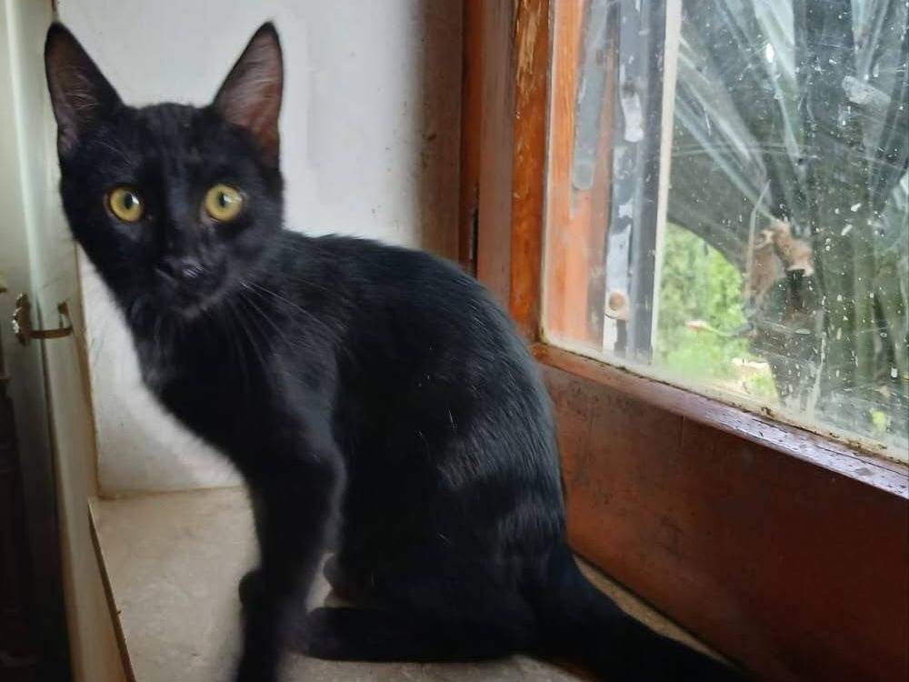 Adotta un gatto, maschio, 4 mesi, Latina