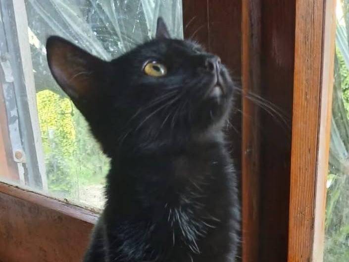 Adotta un gatto, taglia non valida, maschio, Latina