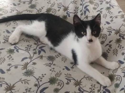 Adozione gatto, maschio, Razza sconosciuta Razza sconosciuta, 4 mesi, taglia non valida, Latina