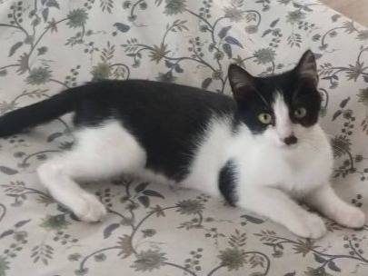 Adotta un gatto, maschio, 4 mesi, Latina
