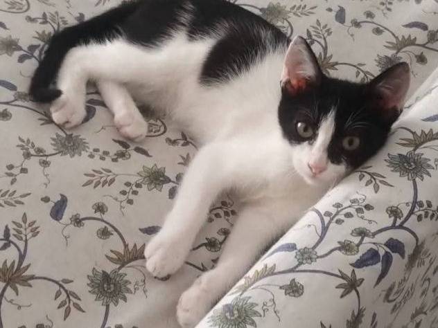 Adozione gatto, maschio, Razza sconosciuta Razza sconosciuta, 4 mesi, taglia non valida, Latina