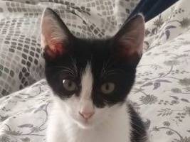 Adotta un gatto, maschio, 4 mesi, Latina