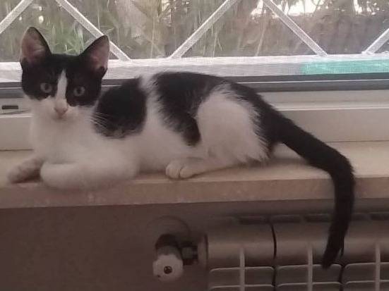 Adotta un gatto, taglia non valida, maschio, Latina