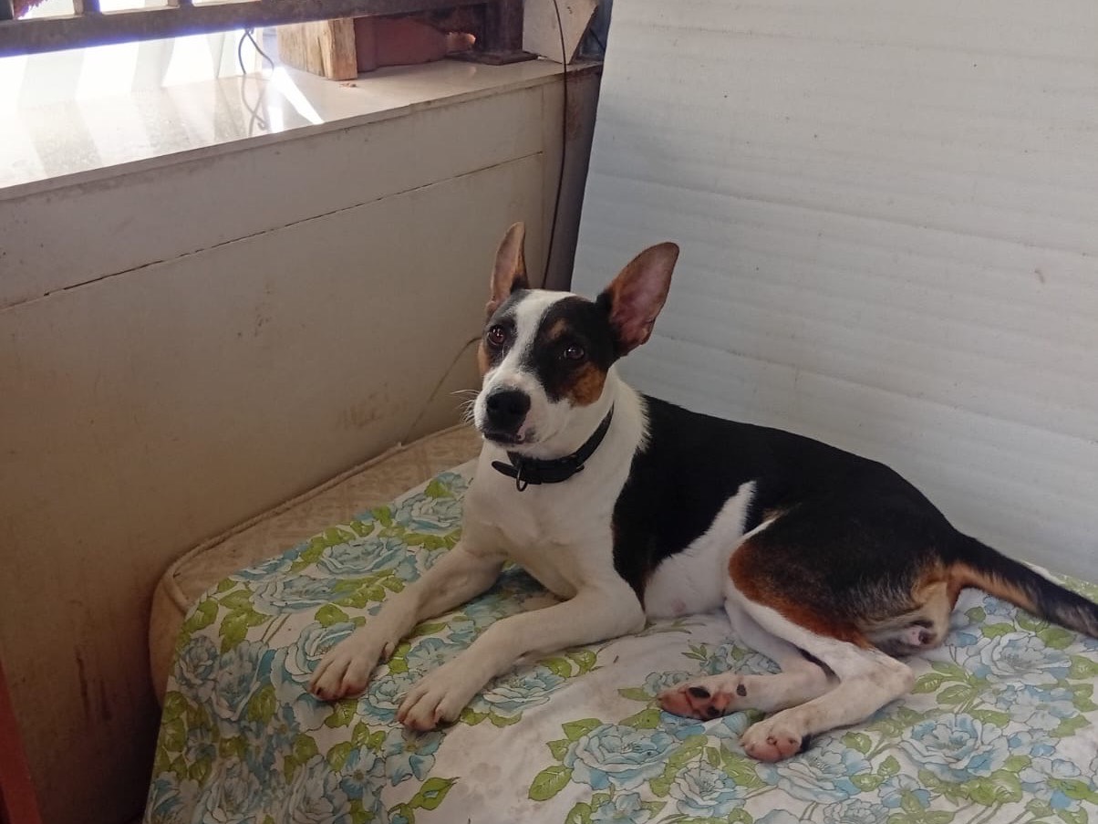 Adozione cane, femmina, Razza sconosciuta Razza sconosciuta, 11 mesi, taglia media contenuta, Barletta