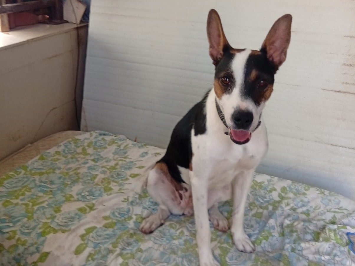Adotta un cane, femmina, 11 mesi, Barletta