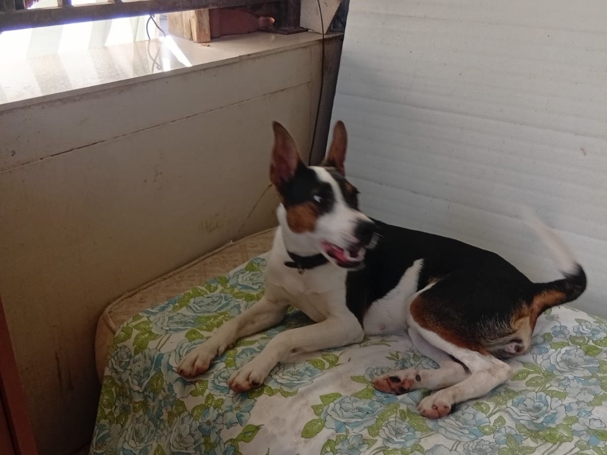Adotta un cane, taglia media contenuta, femmina, Barletta