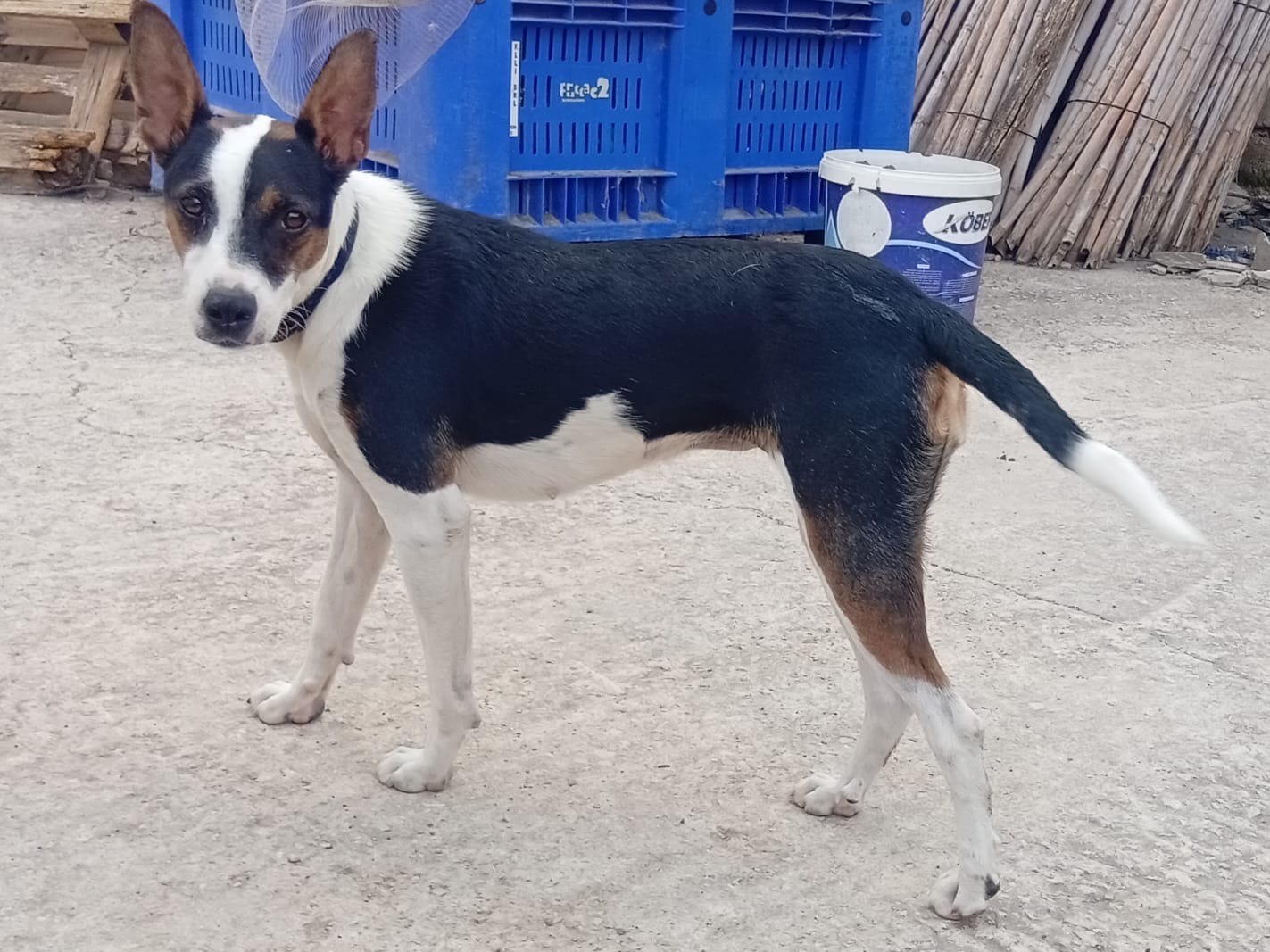 Vuoi adottare un cane a Barletta?