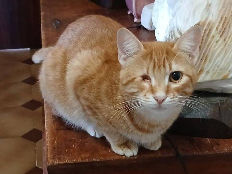 Adozione gatto, femmina, Razza sconosciuta Razza sconosciuta, 1 anno e 8 mesi, taglia non valida, Latina