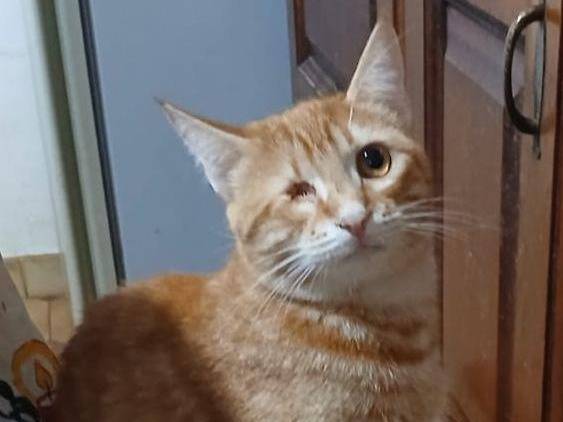 Adotta un gatto, femmina, 1 anno e 8 mesi, Latina