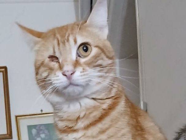Adotta un gatto, taglia non valida, femmina, Latina