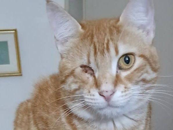 Vuoi adottare un gatto a Latina?