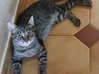 Adozione gatto, femmina, Razza sconosciuta Razza sconosciuta, 4 mesi, taglia non valida, Latina