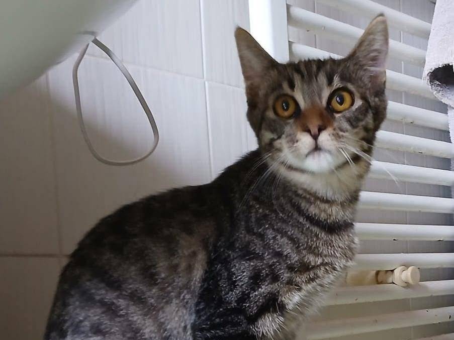 Adotta un gatto, femmina, 4 mesi, Latina