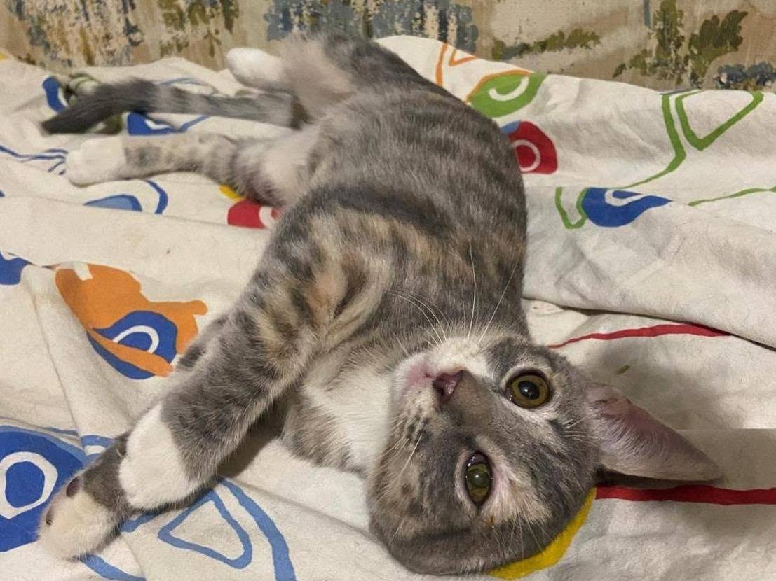Adozione gatto, femmina, Razza sconosciuta Razza sconosciuta, 4 mesi, taglia non valida, Latina
