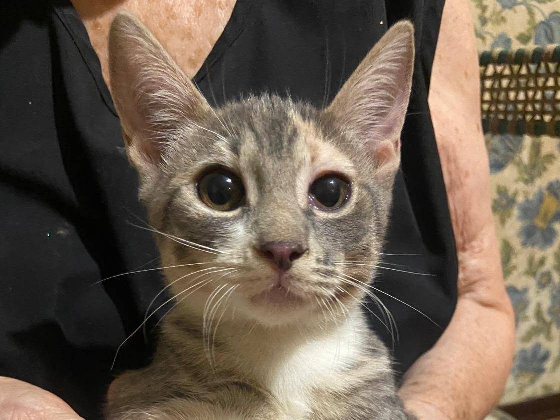 Adotta un gatto, femmina, 4 mesi, Latina