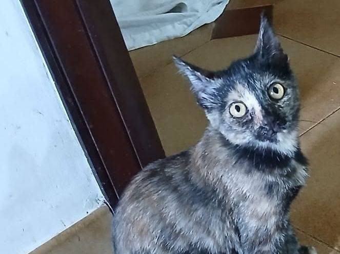 Adozione gatto, femmina, Razza sconosciuta Razza sconosciuta, 4 mesi, taglia non valida, Latina