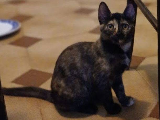 Adotta un gatto, femmina, 4 mesi, Latina