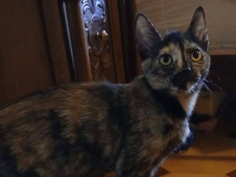 Adotta un gatto, taglia non valida, femmina, Latina