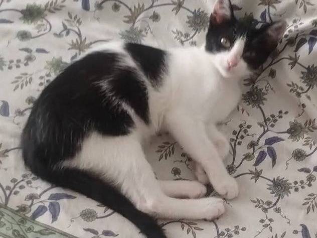 Adozione gatto, femmina, Razza sconosciuta Razza sconosciuta, 4 mesi, taglia non valida, Latina