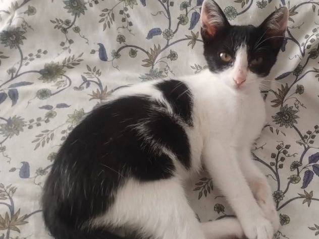 Adotta un gatto, femmina, 4 mesi, Latina