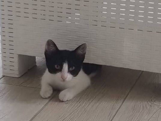 Adotta un gatto, taglia non valida, femmina, Latina
