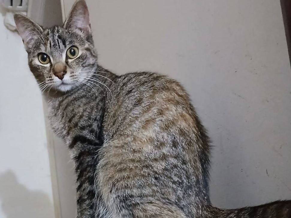 Adozione gatto, femmina, Razza sconosciuta Razza sconosciuta, 1 anno e 8 mesi, taglia non valida, Latina