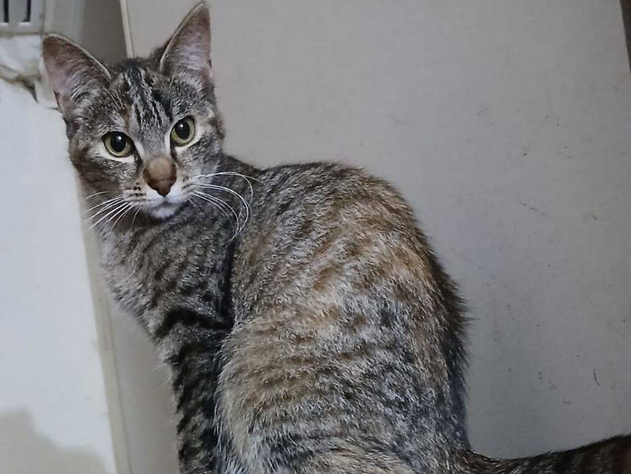 Adotta un gatto, femmina, 1 anno e 8 mesi, Latina