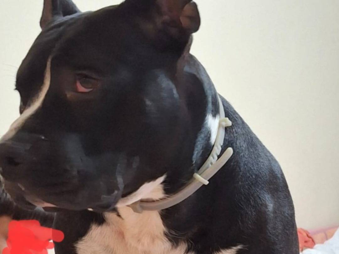 Adozione cane, maschio, Pitbull Razza sconosciuta, 3 anni e 4 mesi, taglia grande, Alessandria