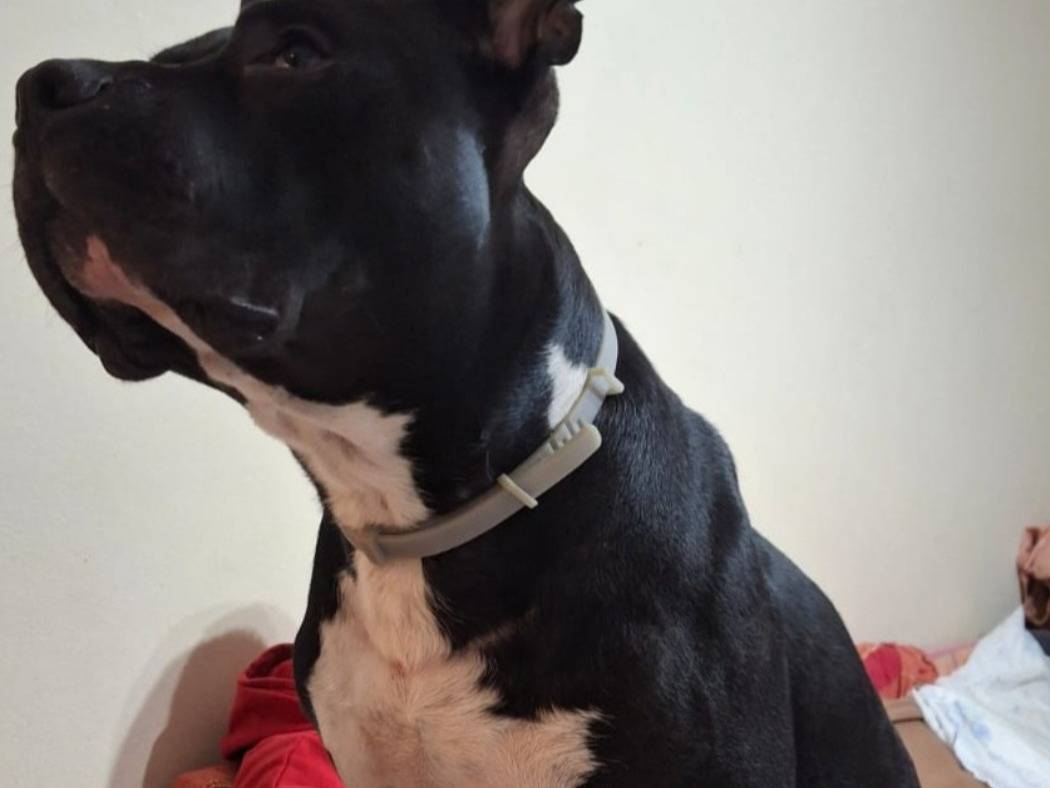 Adotta un cane, maschio, 3 anni e 4 mesi, Alessandria