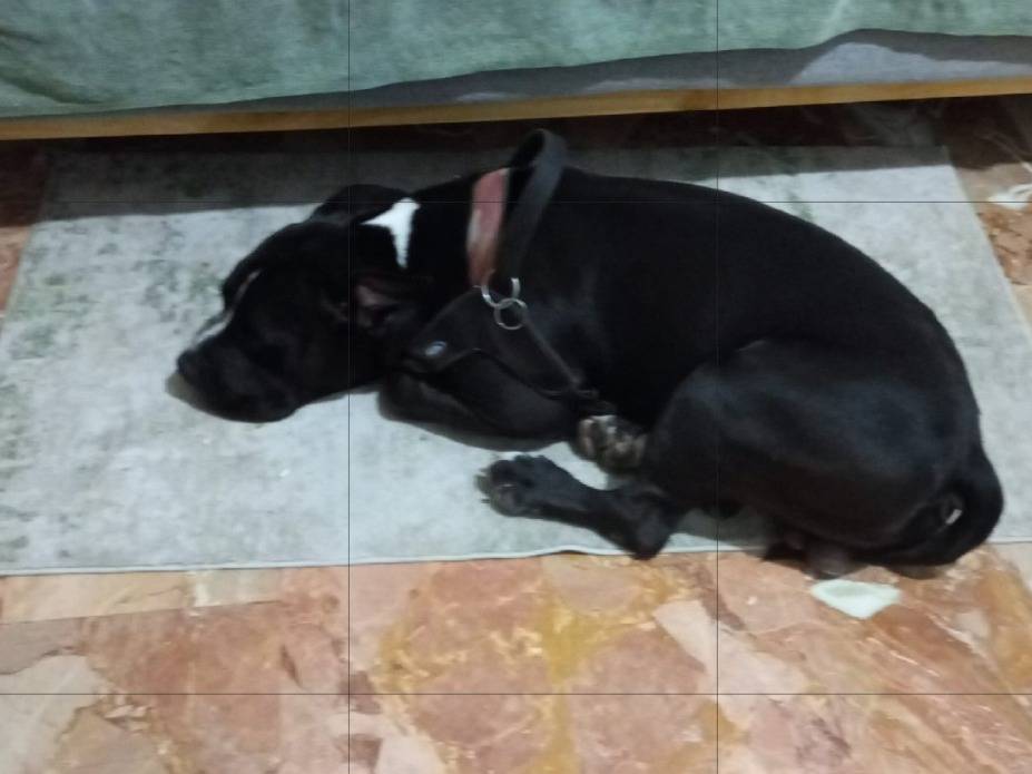 Adotta un cane, taglia grande, maschio, Alessandria