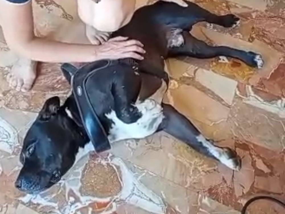 Vuoi adottare un cane a Alessandria?